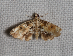 Sufetula diminutalis