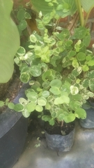 Coleus amboinicus