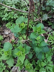 Lamium maculatum