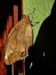 Opsiphanes invirae