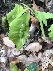 Neuroterus quercusirregularis