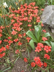Tulipa