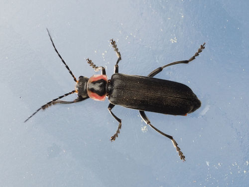 Carolina Cantharid
