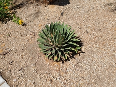 Agave