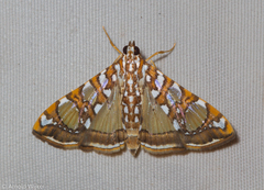 Glyphodes sibillalis