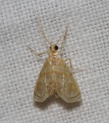 Glaphyriinae