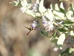 Euodynerus hidalgo viereckii