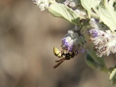Euodynerus hidalgo viereckii