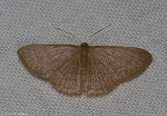 Pleuroprucha hypoxia