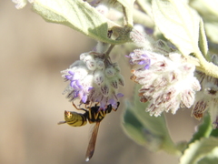 Euodynerus hidalgo viereckii