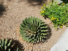 Agave