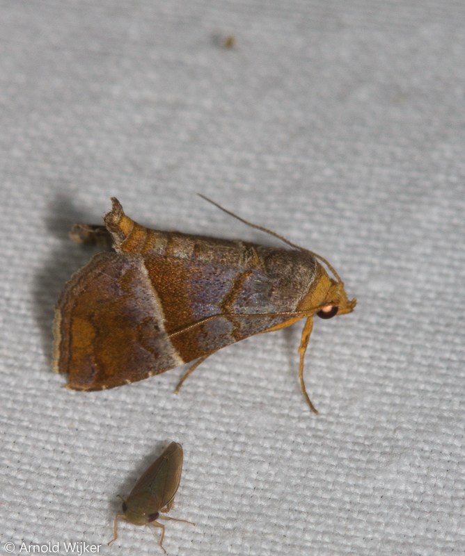Cecharismena anartoides