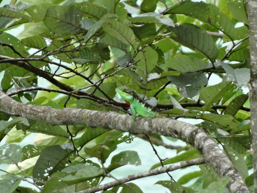 Pseudocalotes bapoensis