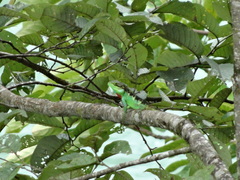 Pseudocalotes bapoensis