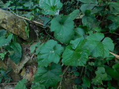 Rubus tamdaoensis