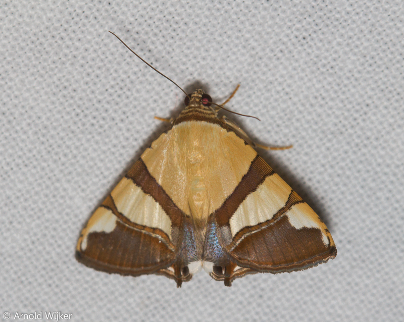 Eulepidotis julianata