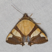 Eulepidotis julianata - Photo (c) Arnold Wijker, algunos derechos reservados (CC BY-NC), subido por Arnold Wijker