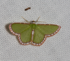 Synchlora pulchrifimbria