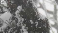 Pyrrosia linearifolia