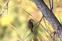 Pitangus sulphuratus