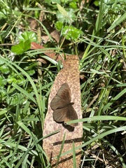 Panyapedaliodes drymaea