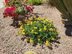 Lantana