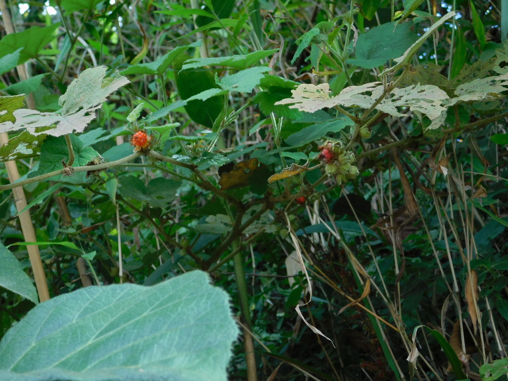 Rubus tamdaoensis (Rubus tamdaoensis)