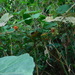 Rubus tamdaoensis - Photo (c) Kim Hummer, some rights reserved (CC BY-NC), uploaded by Kim Hummer