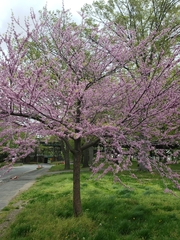 Cercis canadensis