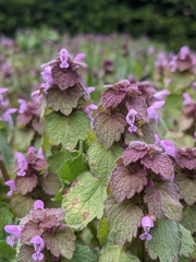 Lamium purpureum