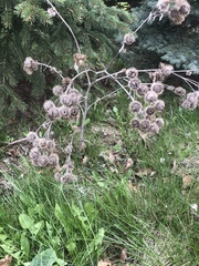Arctium minus