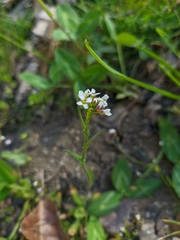 Arabis recta