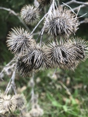 Arctium minus