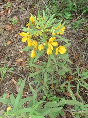 Senna roemeriana