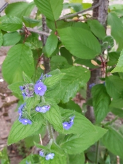 Pentaglottis sempervirens