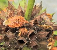 Agonoscelis venosa