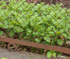 Scopolia carniolica
