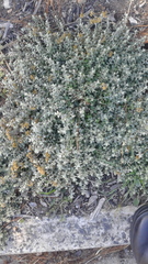 Plecostachys serpyllifolia