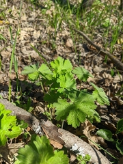 Geranium asphodeloides