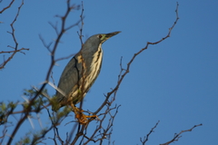 Ixobrychus sturmii