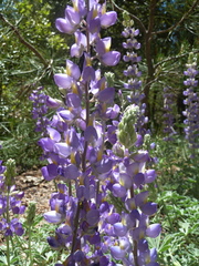 Lupinus grayi