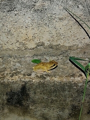 Polypedates maculatus