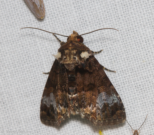Catephiodes