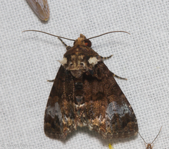 Catephiodes trinidadensis