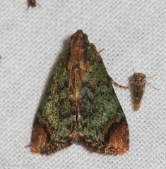 Michaelshaffera maidoa