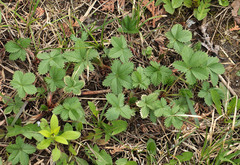 Potentilla chrysantha