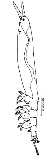 Cymbasoma janetae