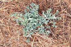 Heliotropium curassavicum