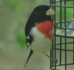 Pheucticus ludovicianus