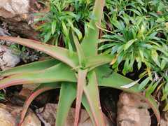 Aloe vanbalenii